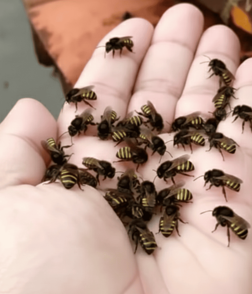 História da Nativa Bee