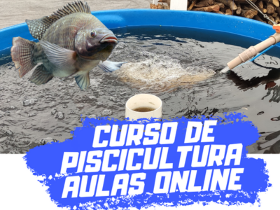 Formação de Apicultores